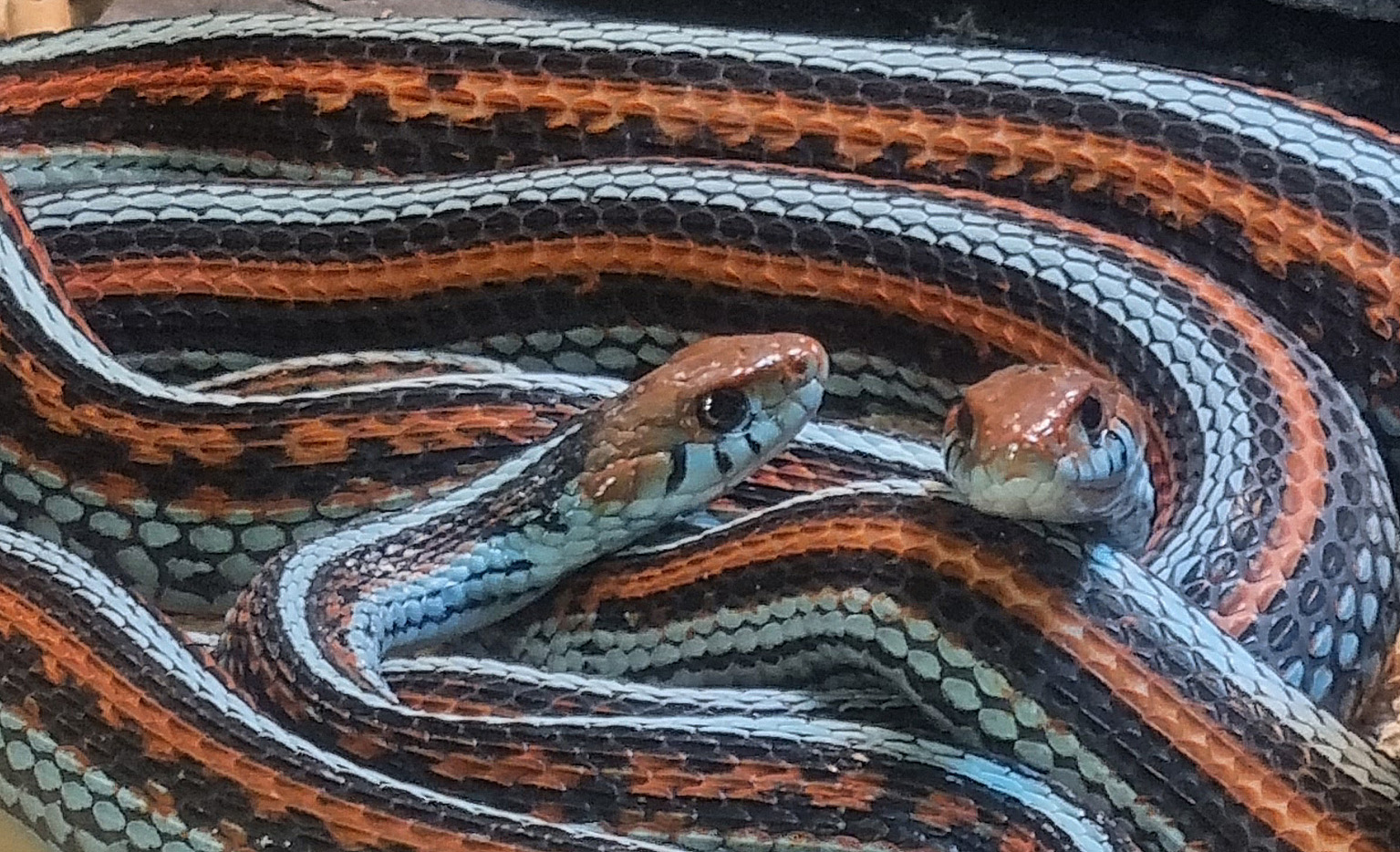 San Francisco Garter Snake