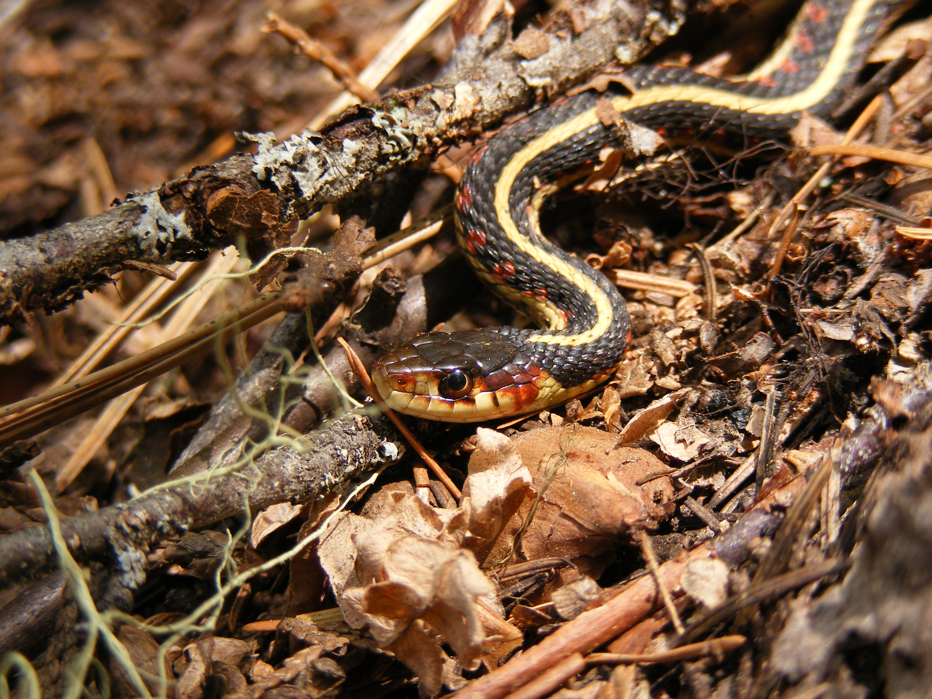 Common garter snake, Thamnophis