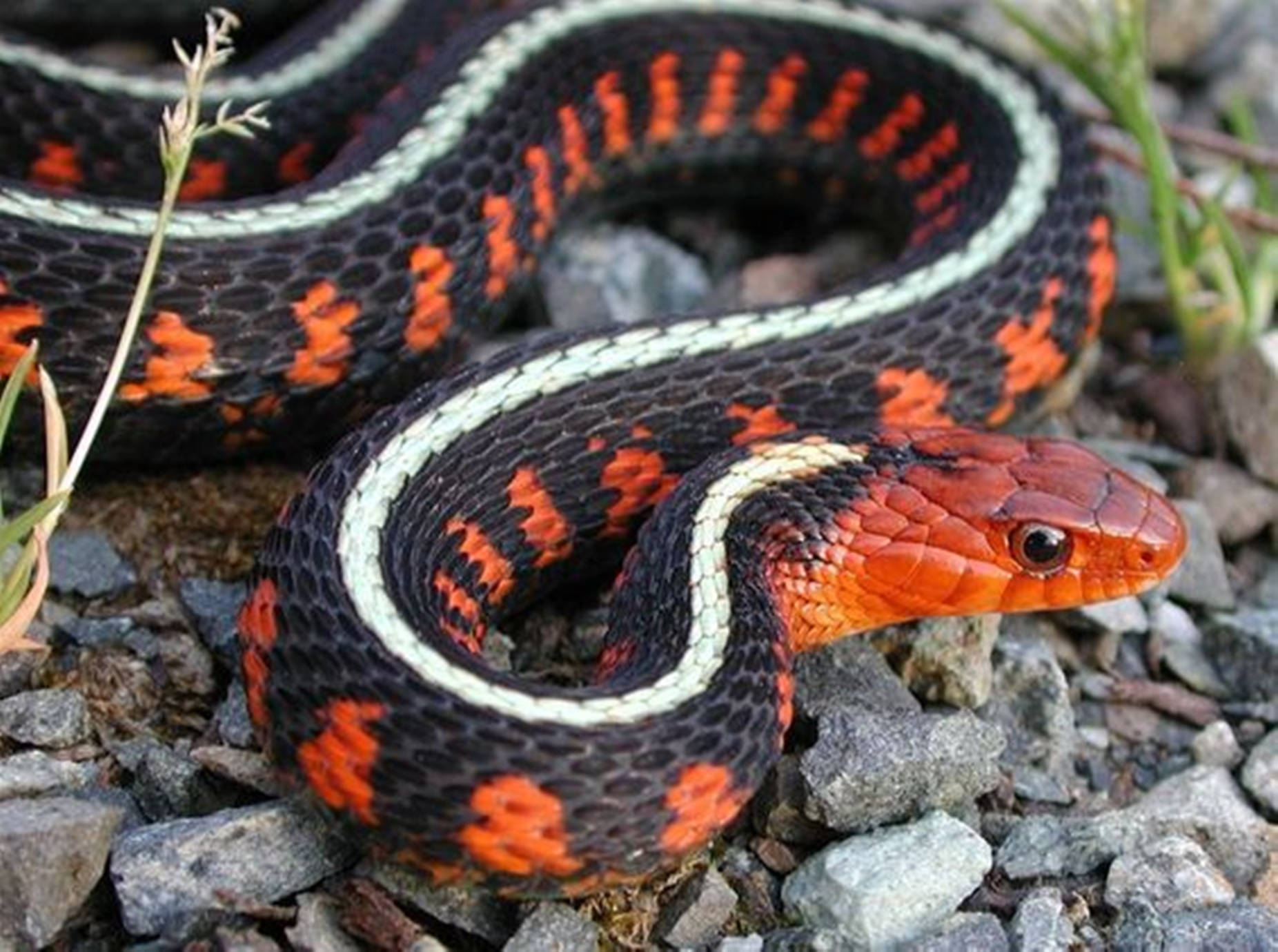 Garter Snake Wallpaper