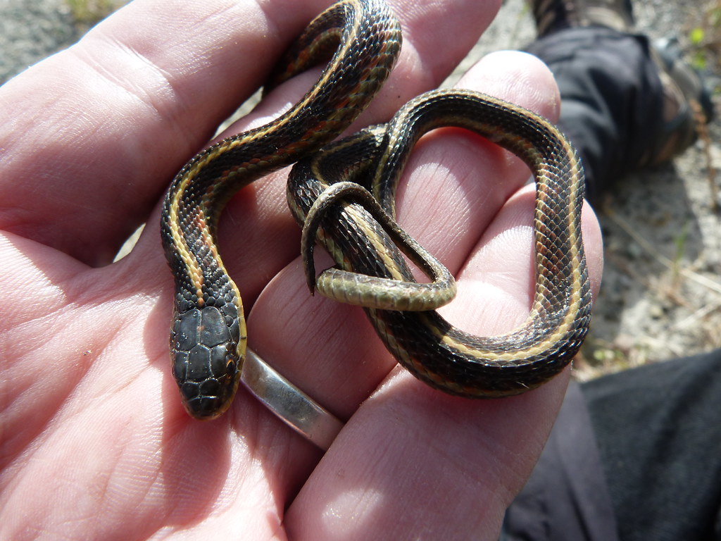 Western Terrestrial Garter Snake cute