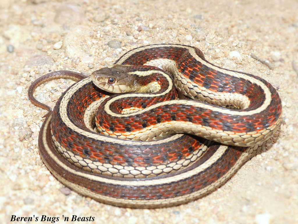 Red Sided Garter Snake Subspecies
