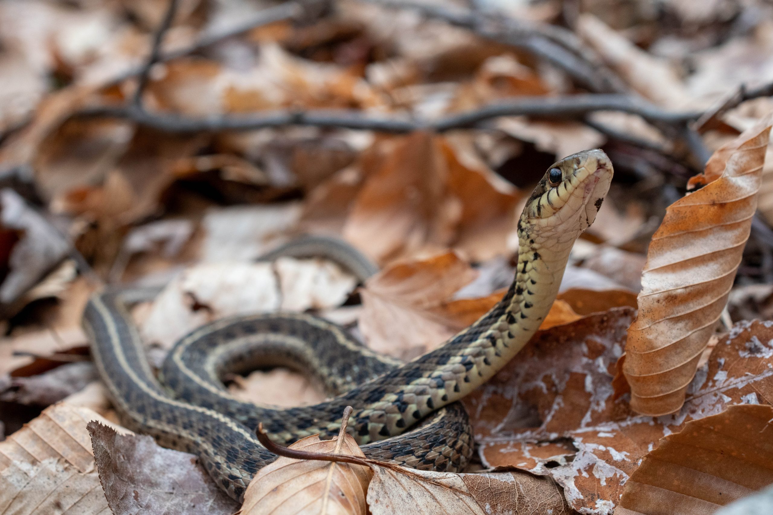 Common Gartersnake. South Carolina