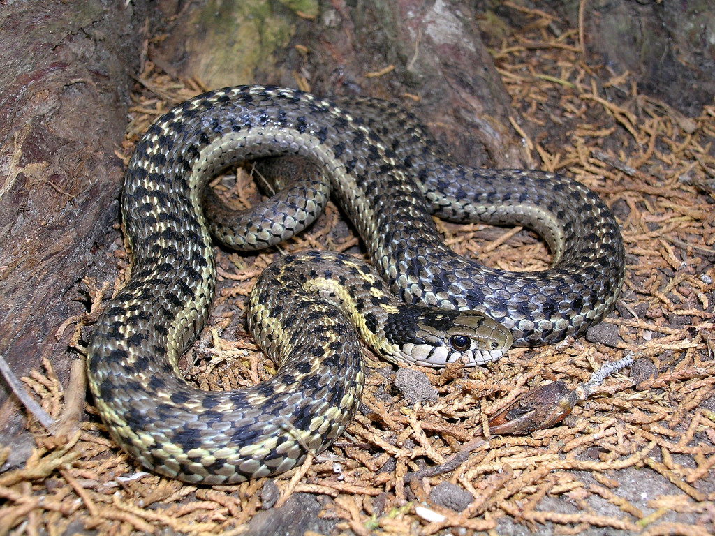 Garter Snakes of Nebraska