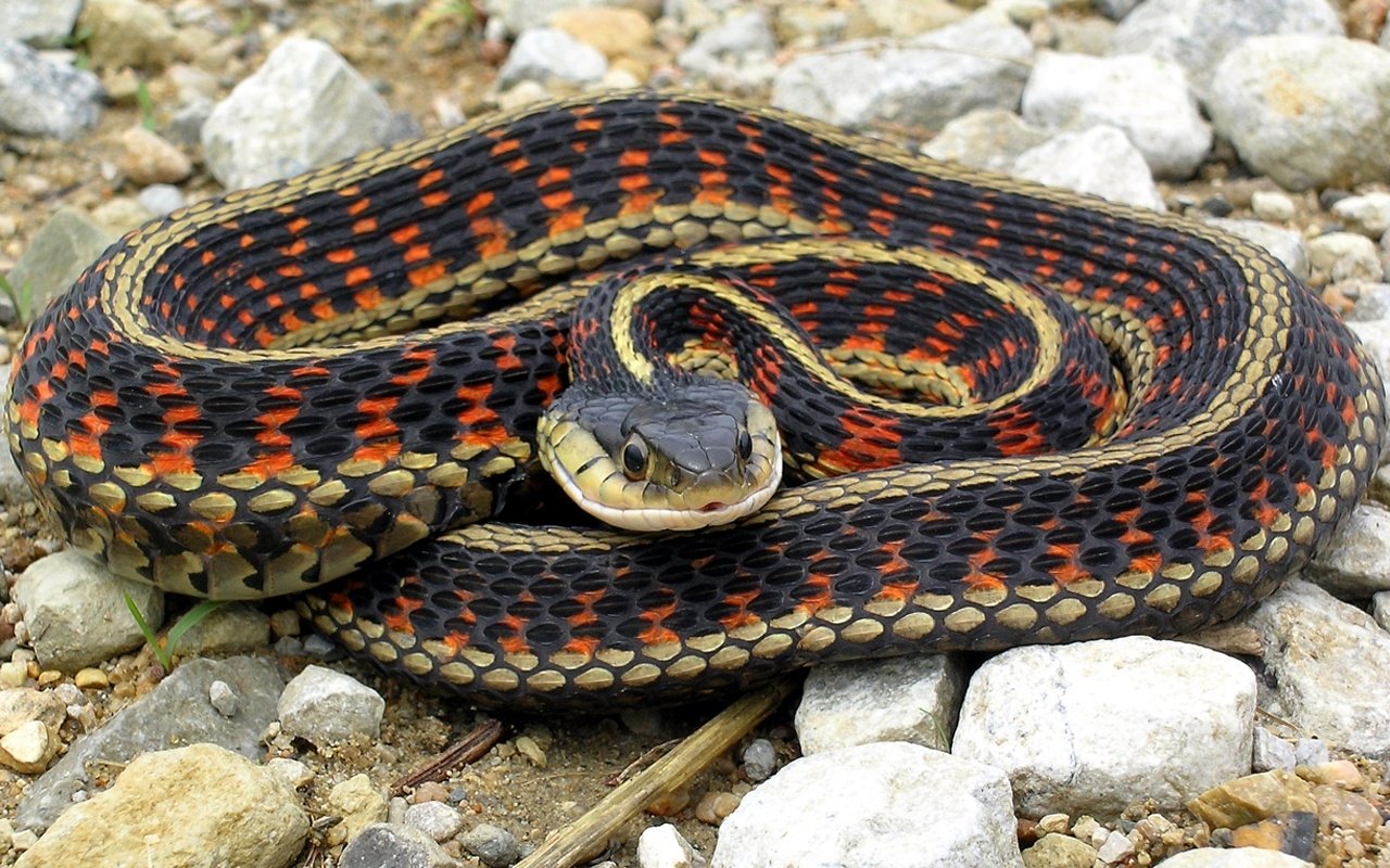 Garter Snake Wallpaper