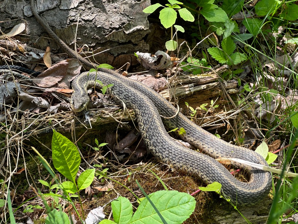Snakes in the grass and turtles in