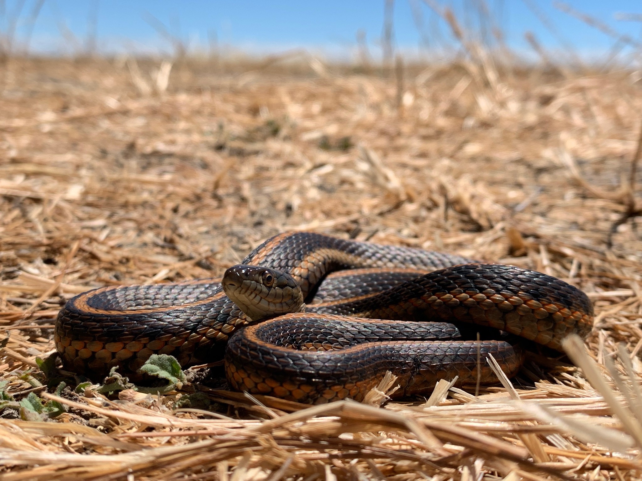 Giant Garter Snake. U.S. Geological Survey