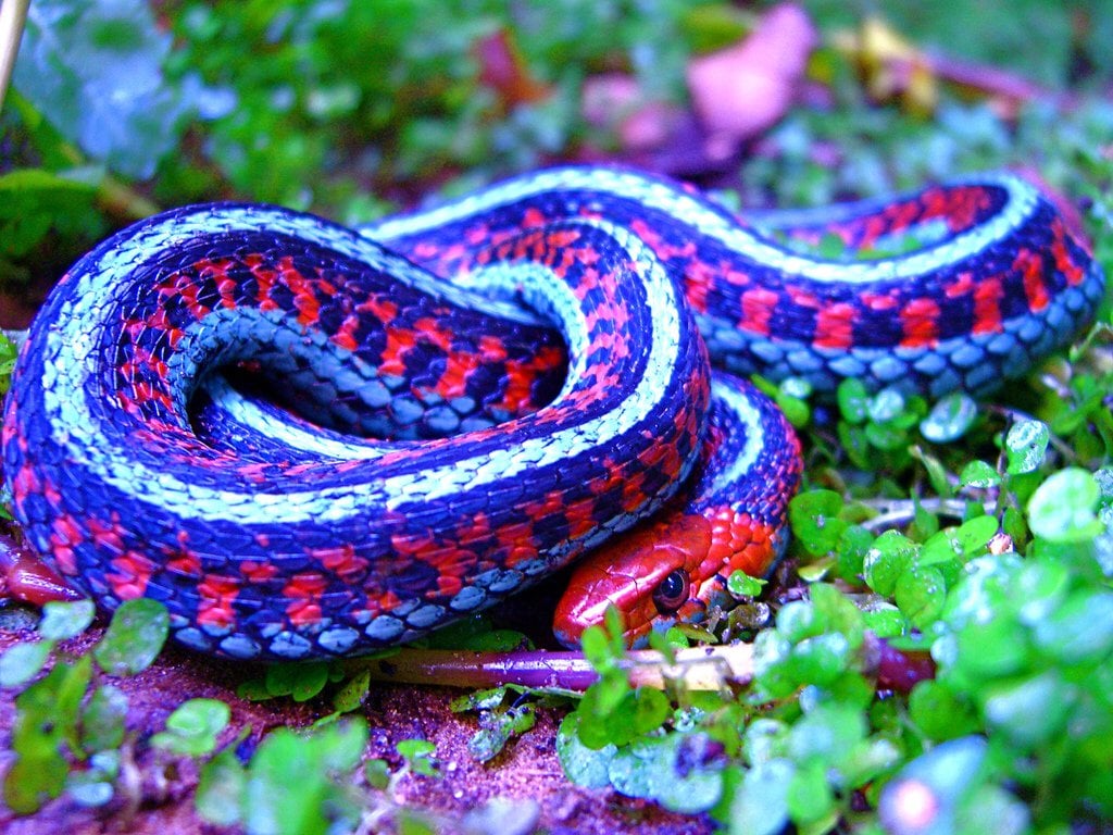 California Red Sided Garter Snake