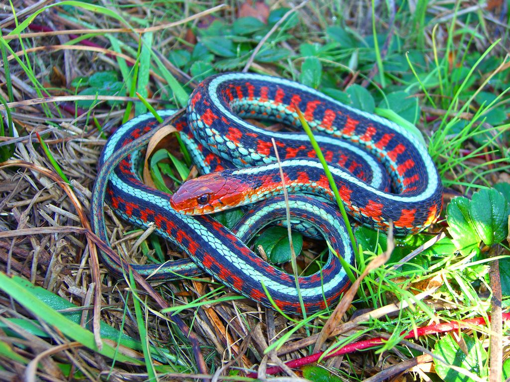 Garter snake, Snake, Snake image