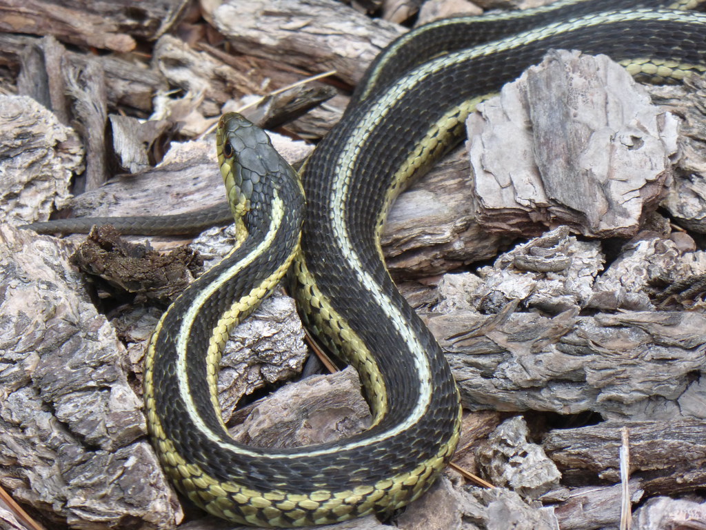 Common Garter Snake. Wildlife Category