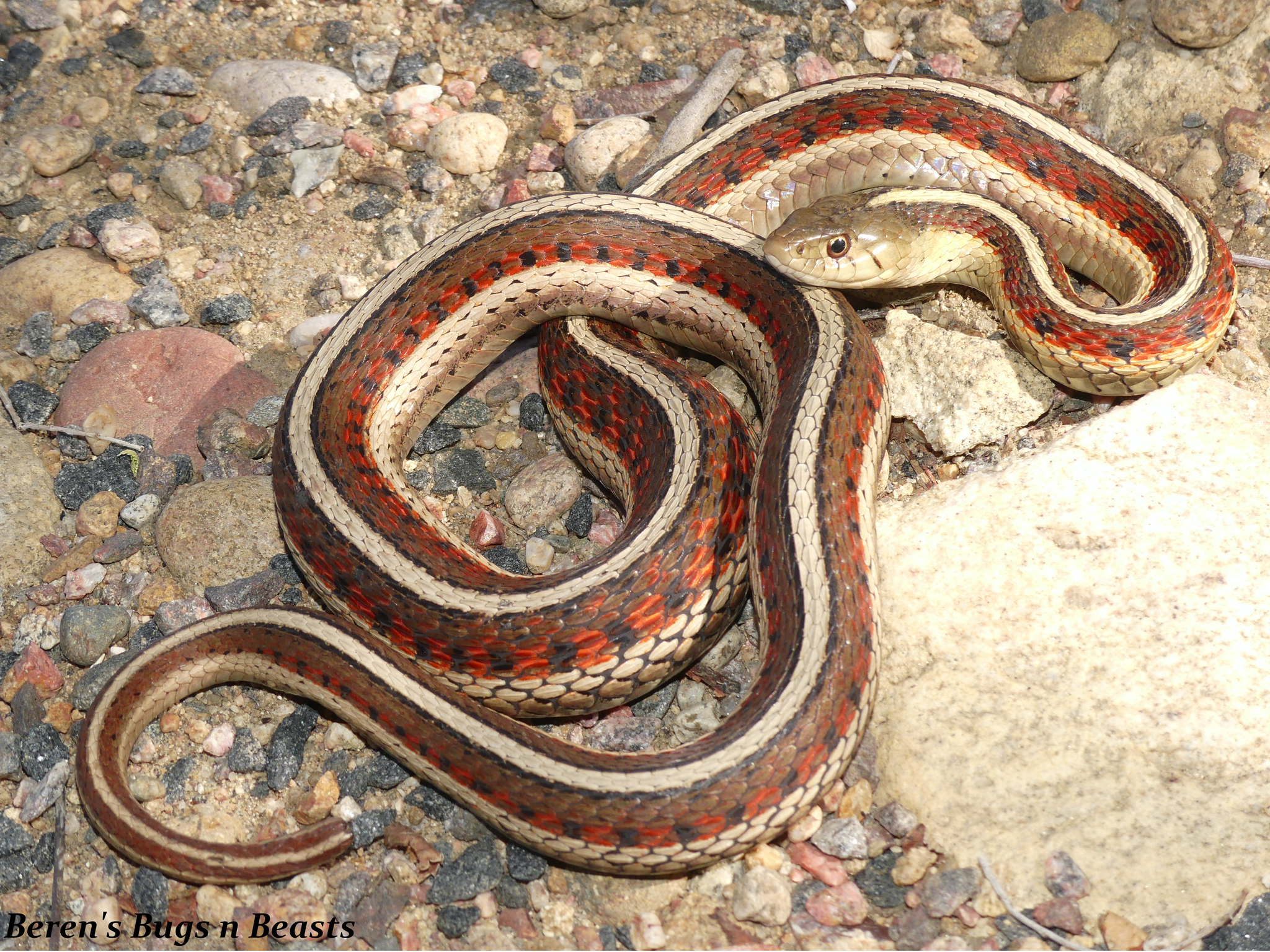 Photos Of Red Sided Garter Snake