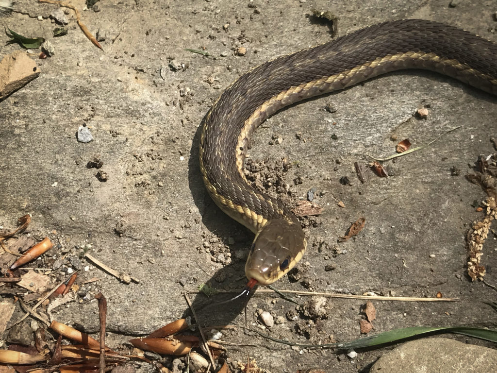 garter snakes and other garden snakes
