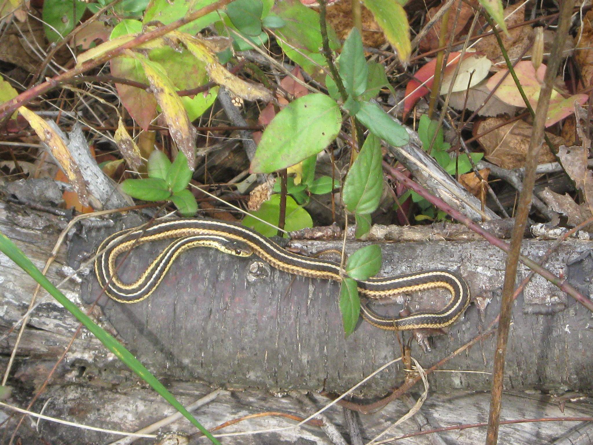 Eastern Garter Snake National