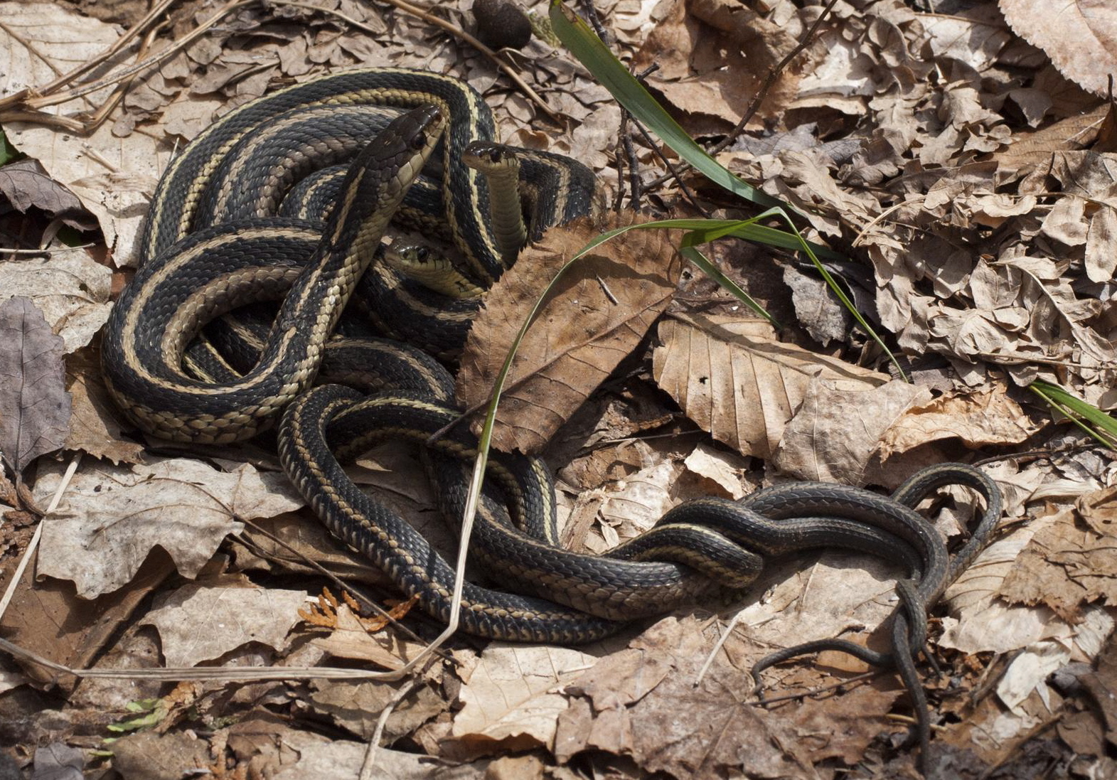 Vermont Reptile and Amphibian Atlas