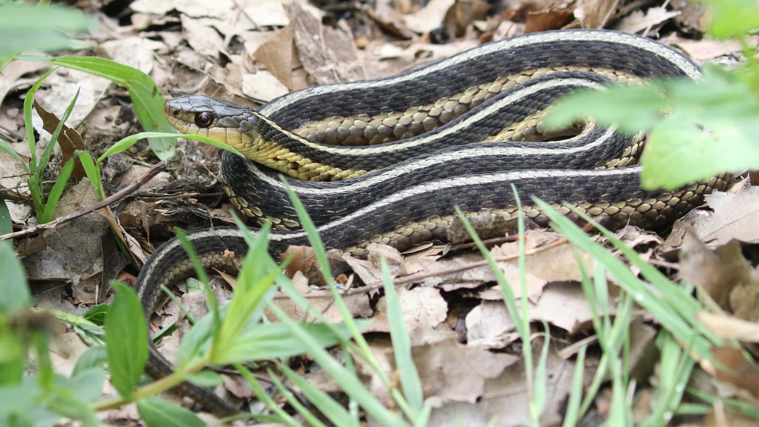 AX9A4291 Common Garter Snake