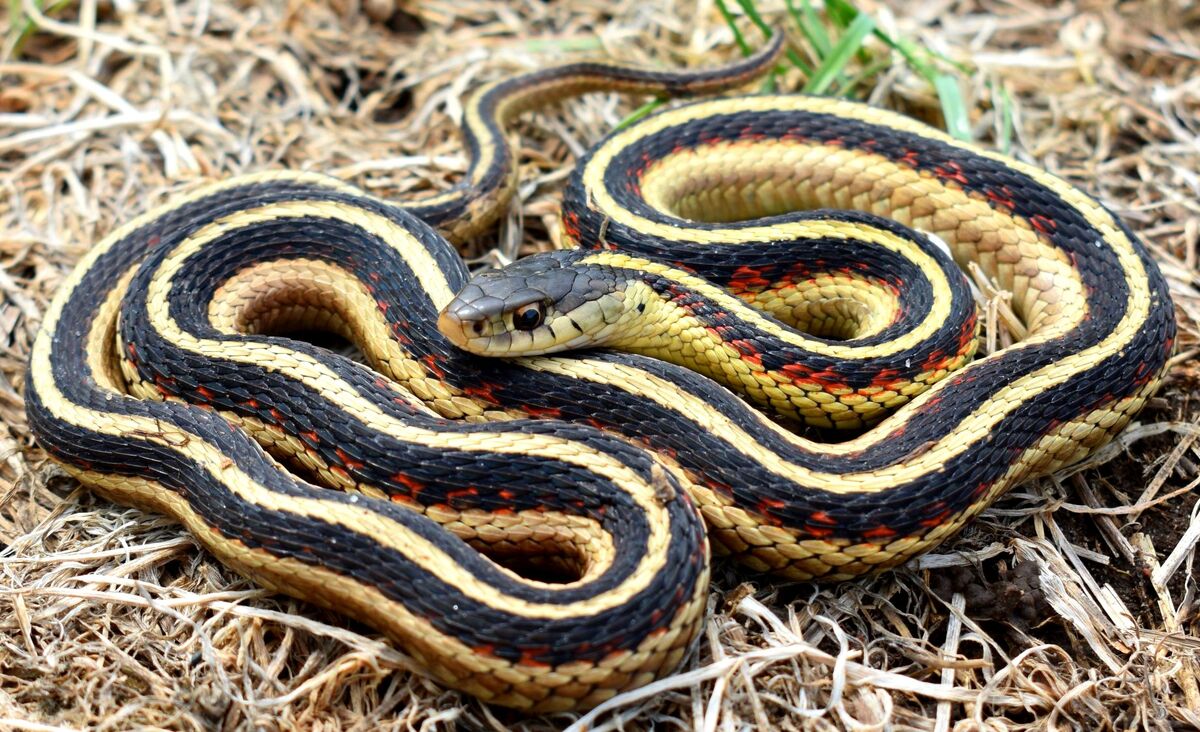 Western garter snake