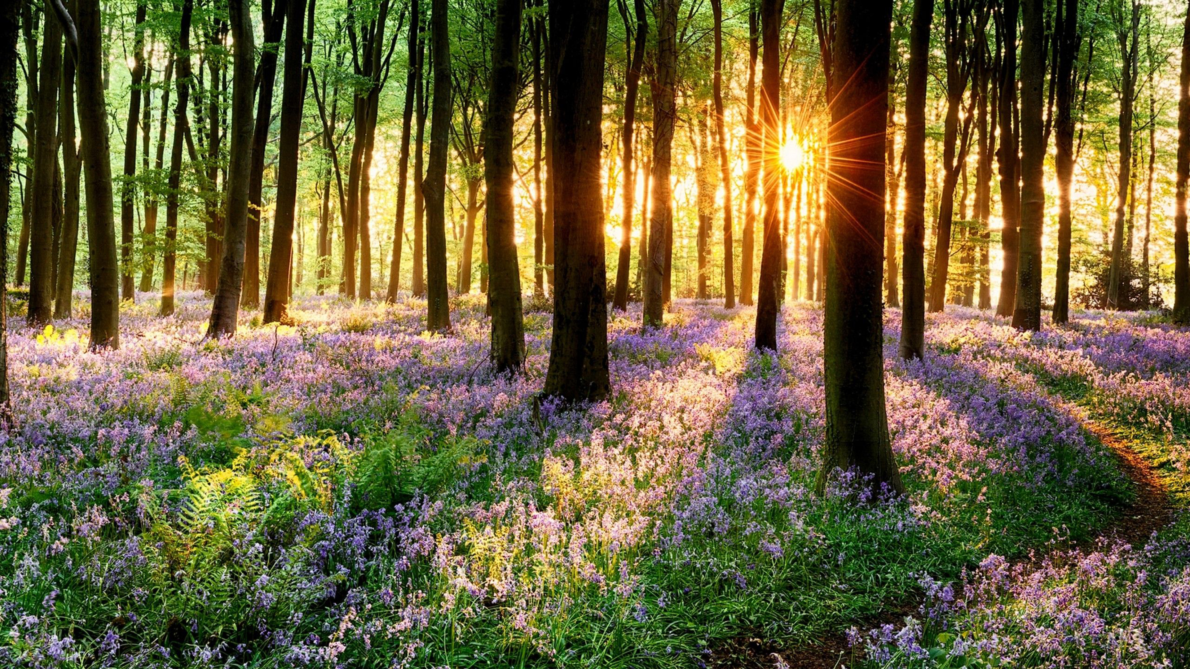 4K Spring Wallpaper Free Download