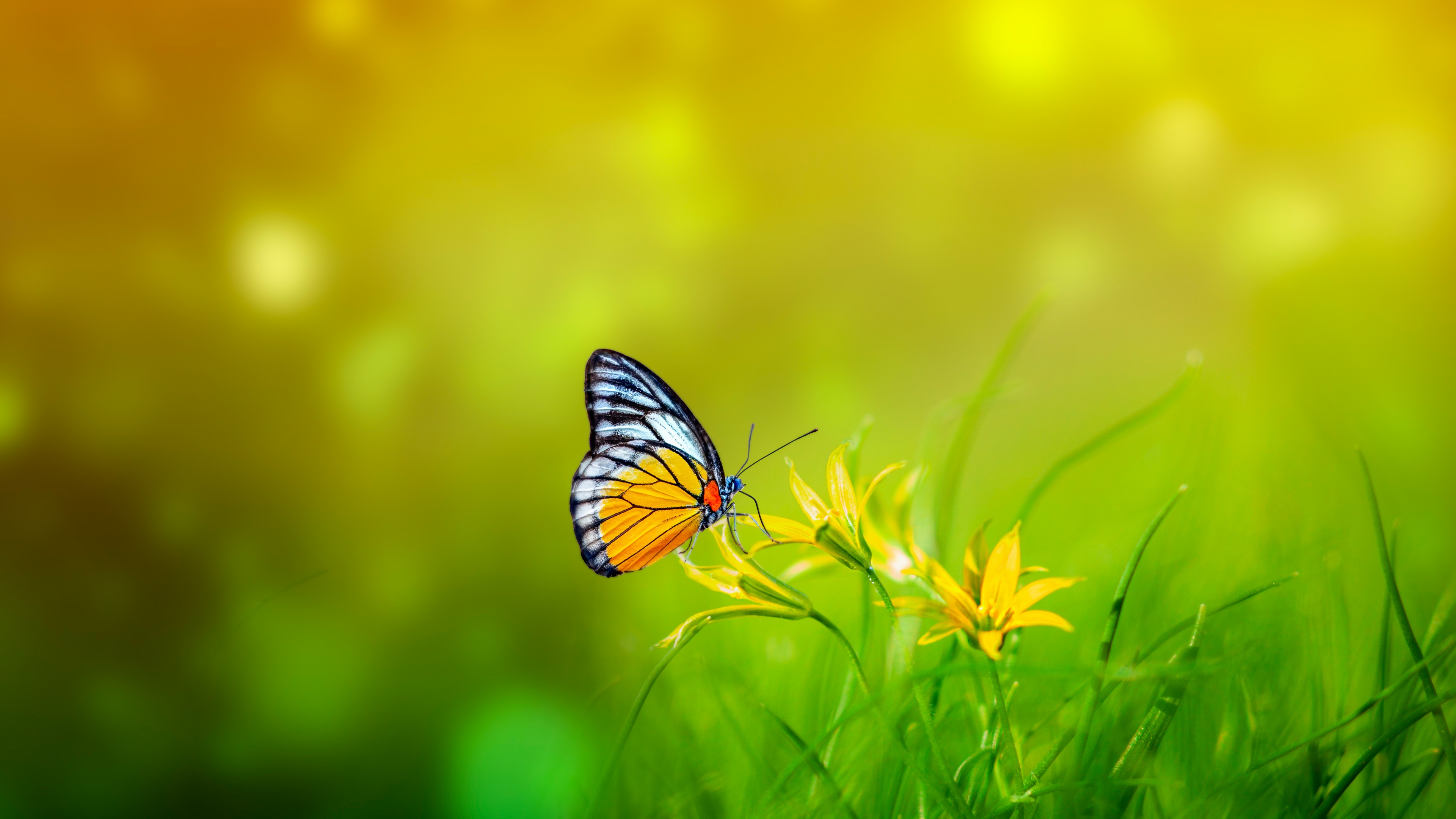 Butterfly Wallpaper 4K, Spring, Bokeh