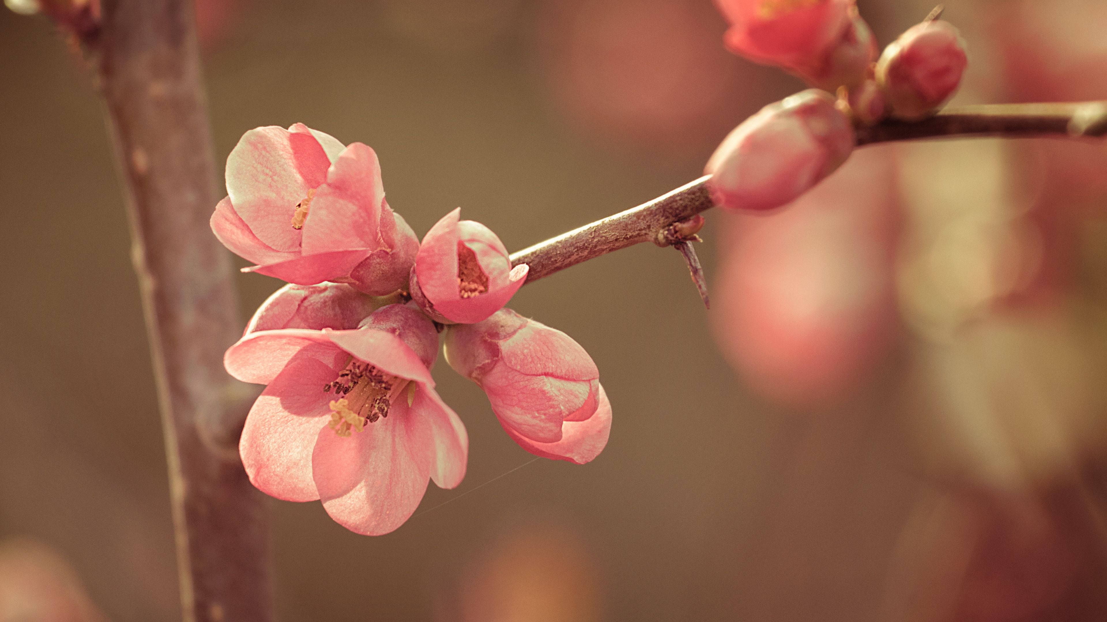 Download wallpaper 3840x2160 flower