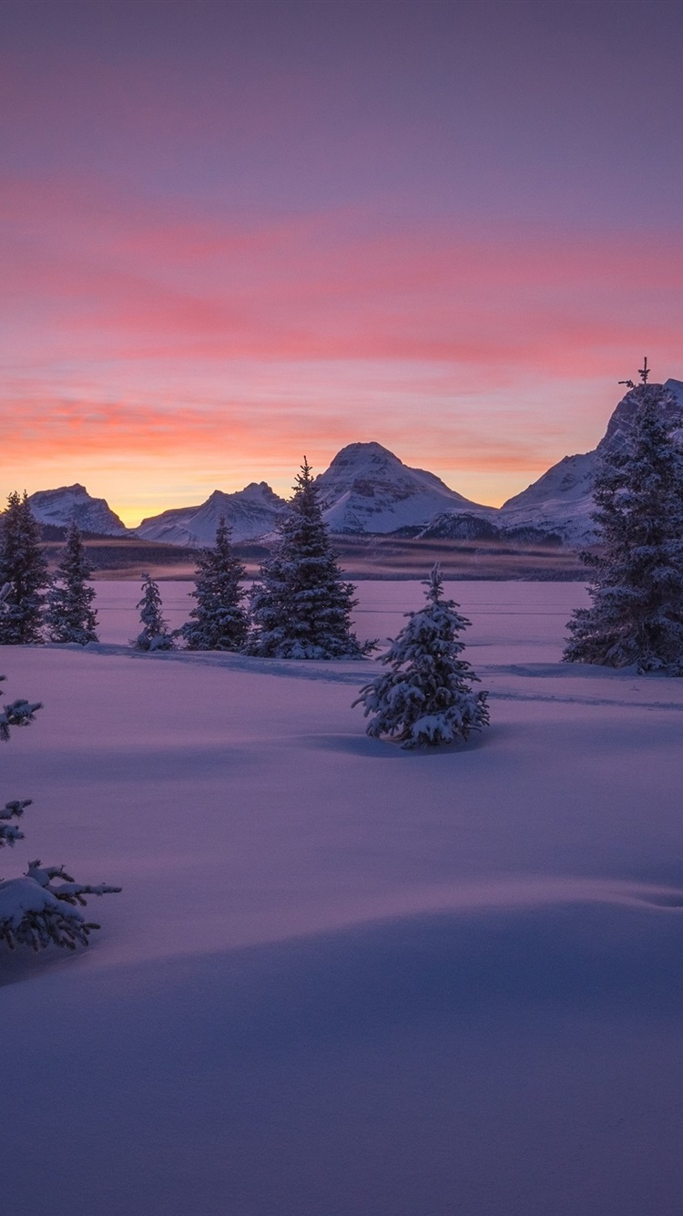 Canada, Banff National Park, forest
