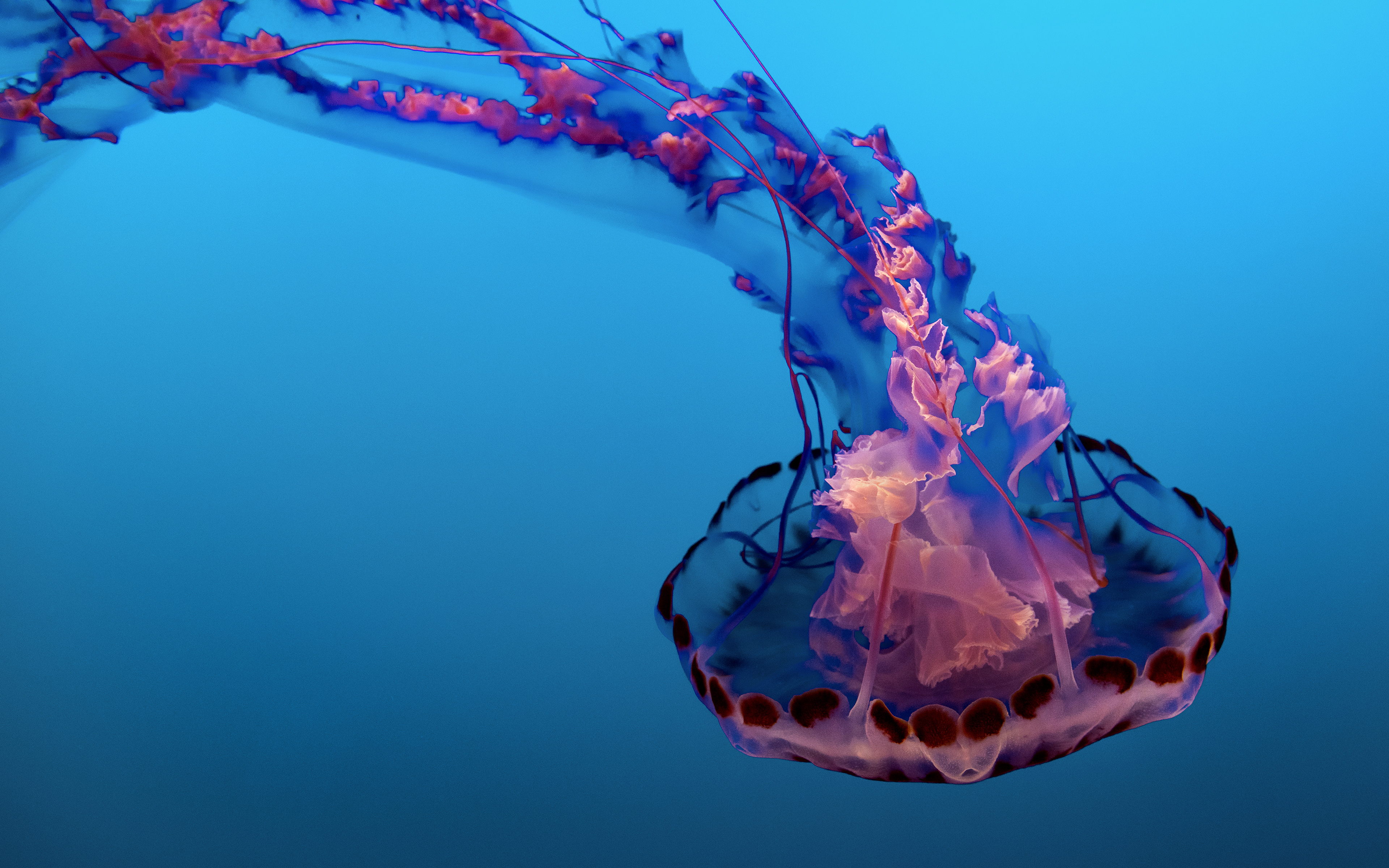 Underwater Jellyfish 4K 8K Wallpaper