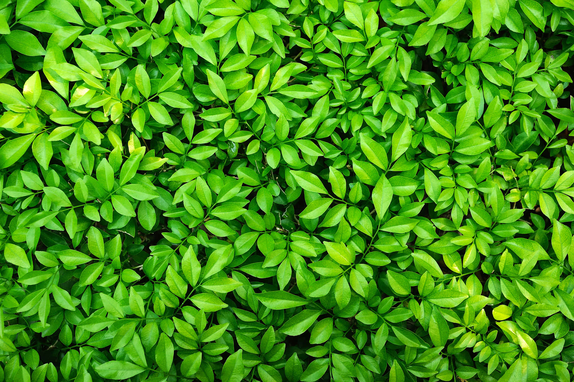 Green Leaves Background. Wallpaper