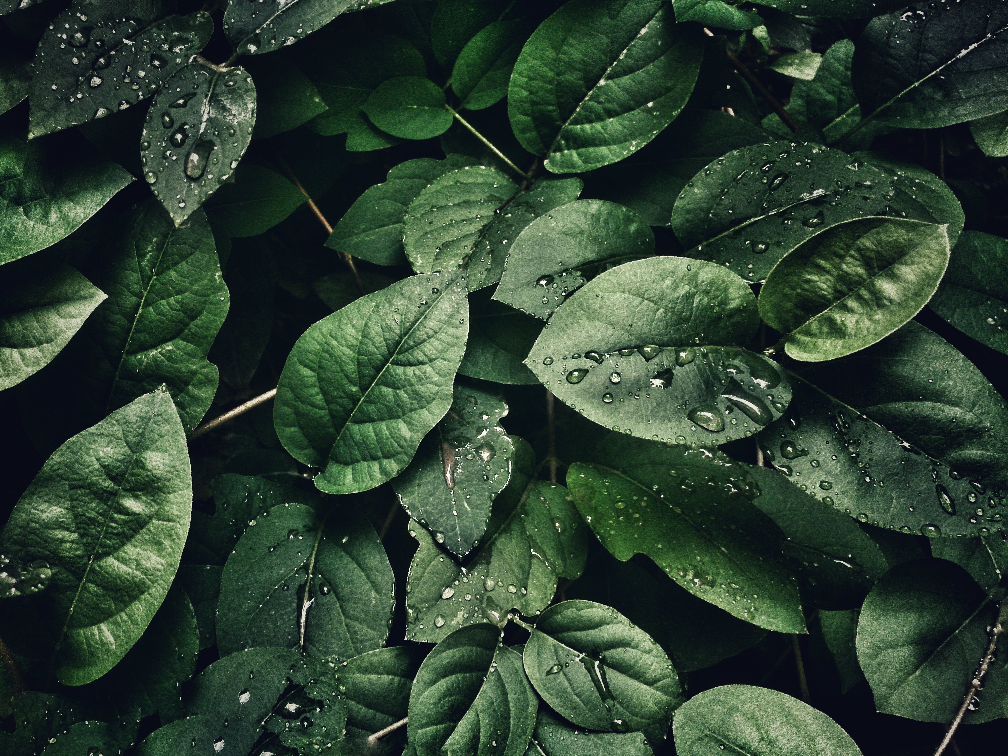 Leaves With Droplets · Free