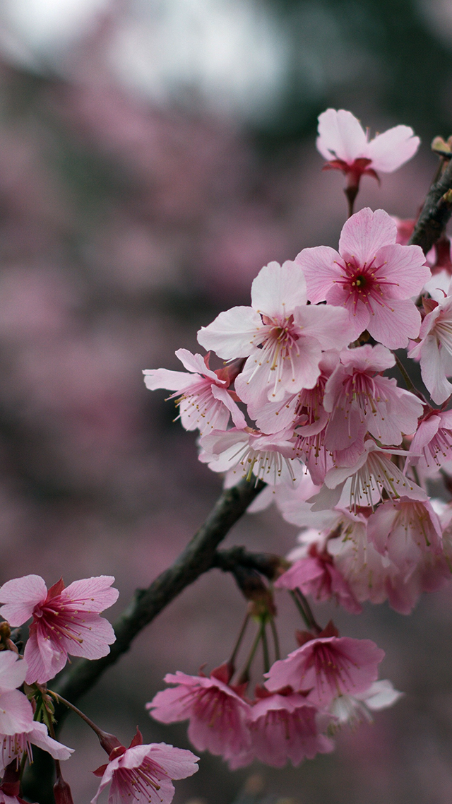Cherry Blossom Flowers iPhone Wallpaper