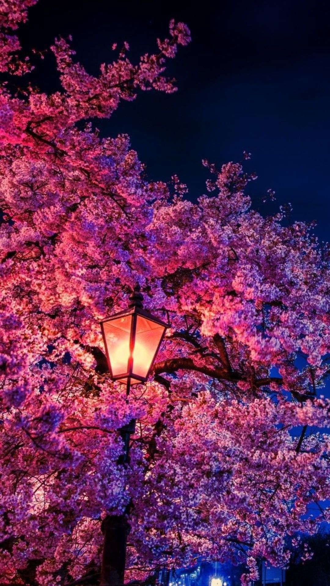 Cherry Blossoms iPhone Wallpaper -Top