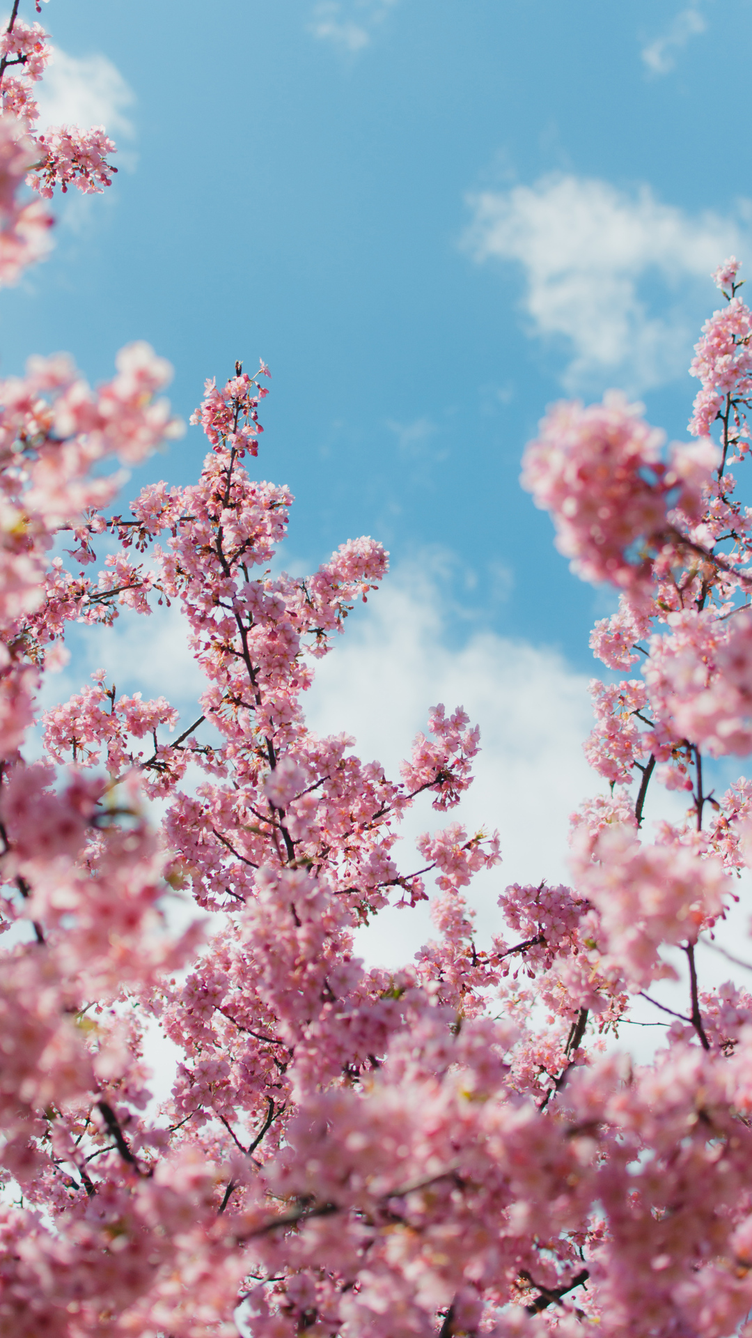 Cherry Blossom Plant 4k