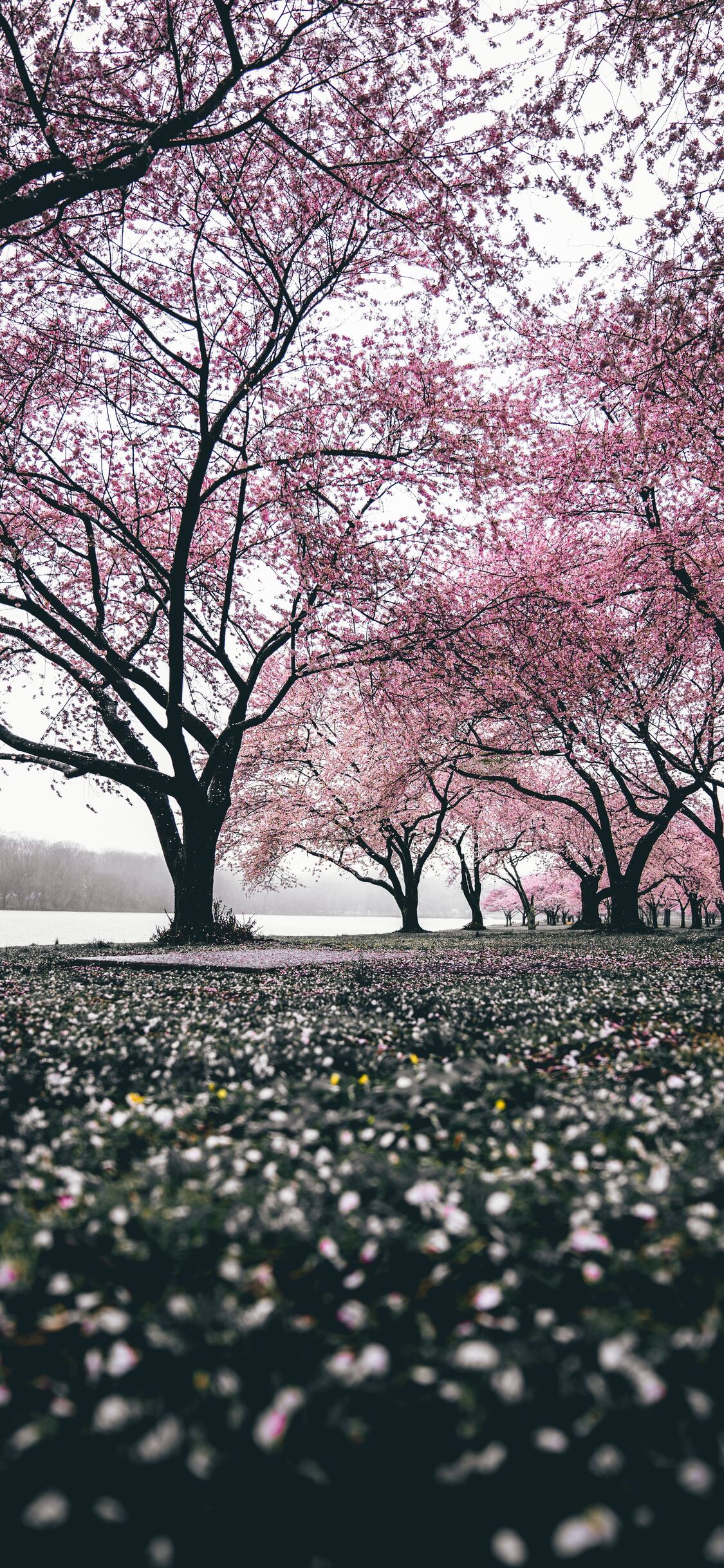 Cherry Blossoms Trees 4k