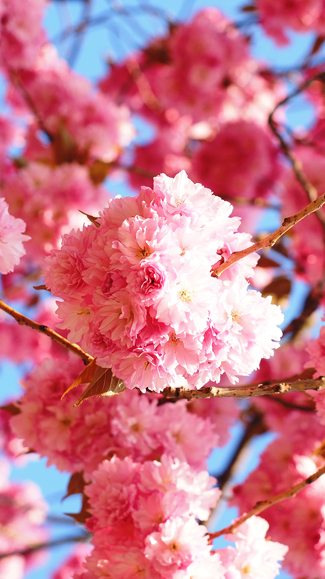 Cherry Blossom iPhone WallpaperK