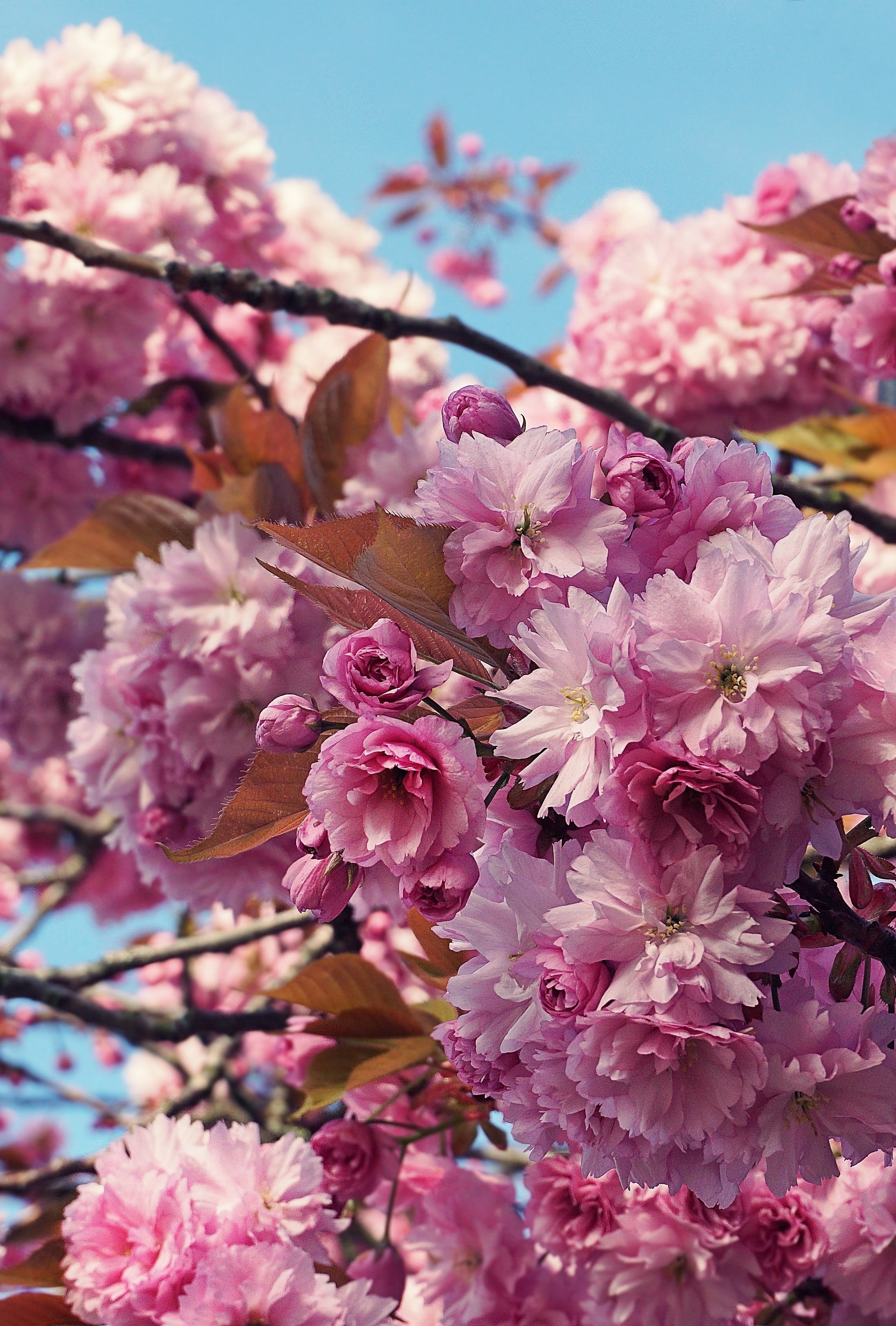 Cherry Blossom iPhone Wallpaper Photo