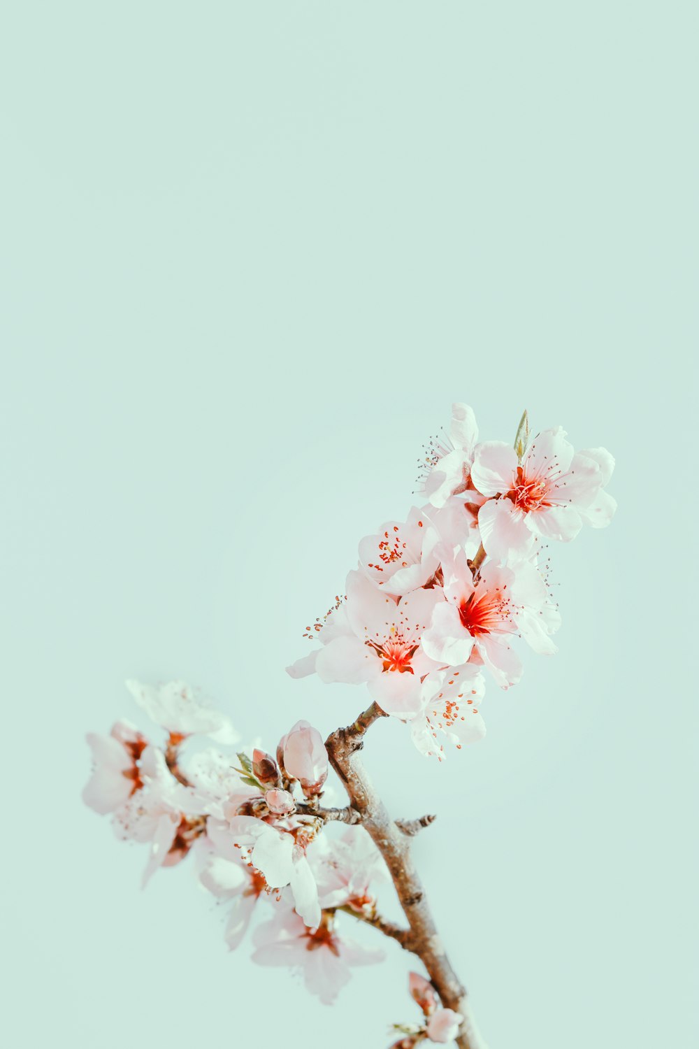 Cherry Blossom Wallpaper: Free HD