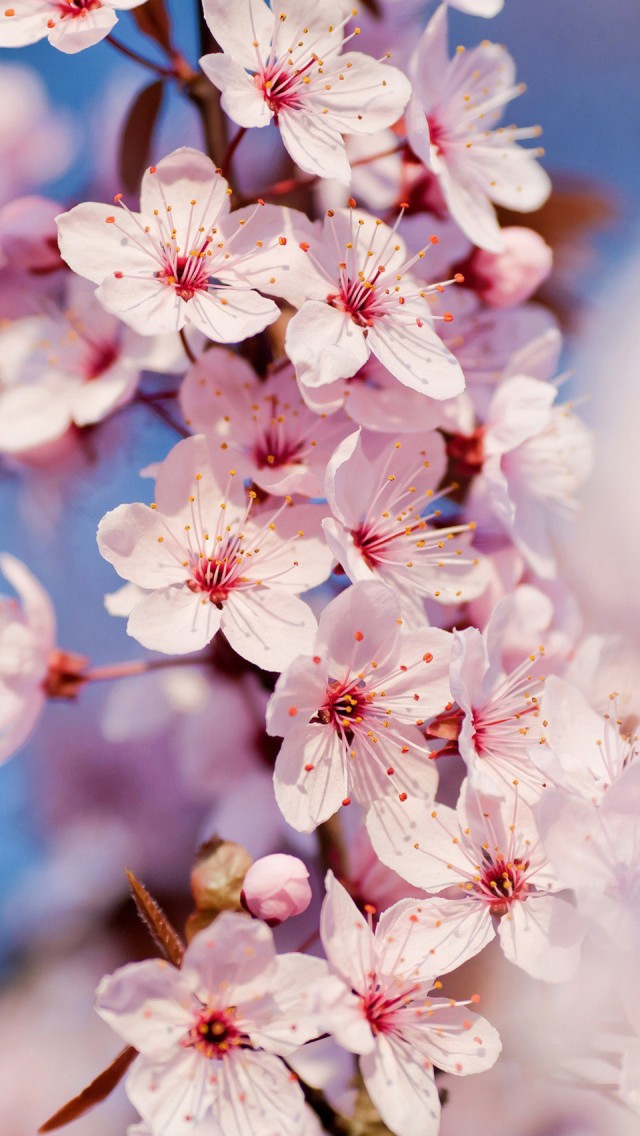 Cherry Blossoms iPhone Wallpaper