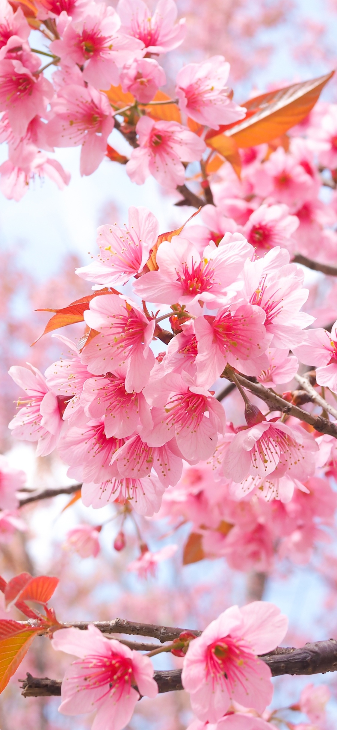 Cherry Blossom Tree Branches