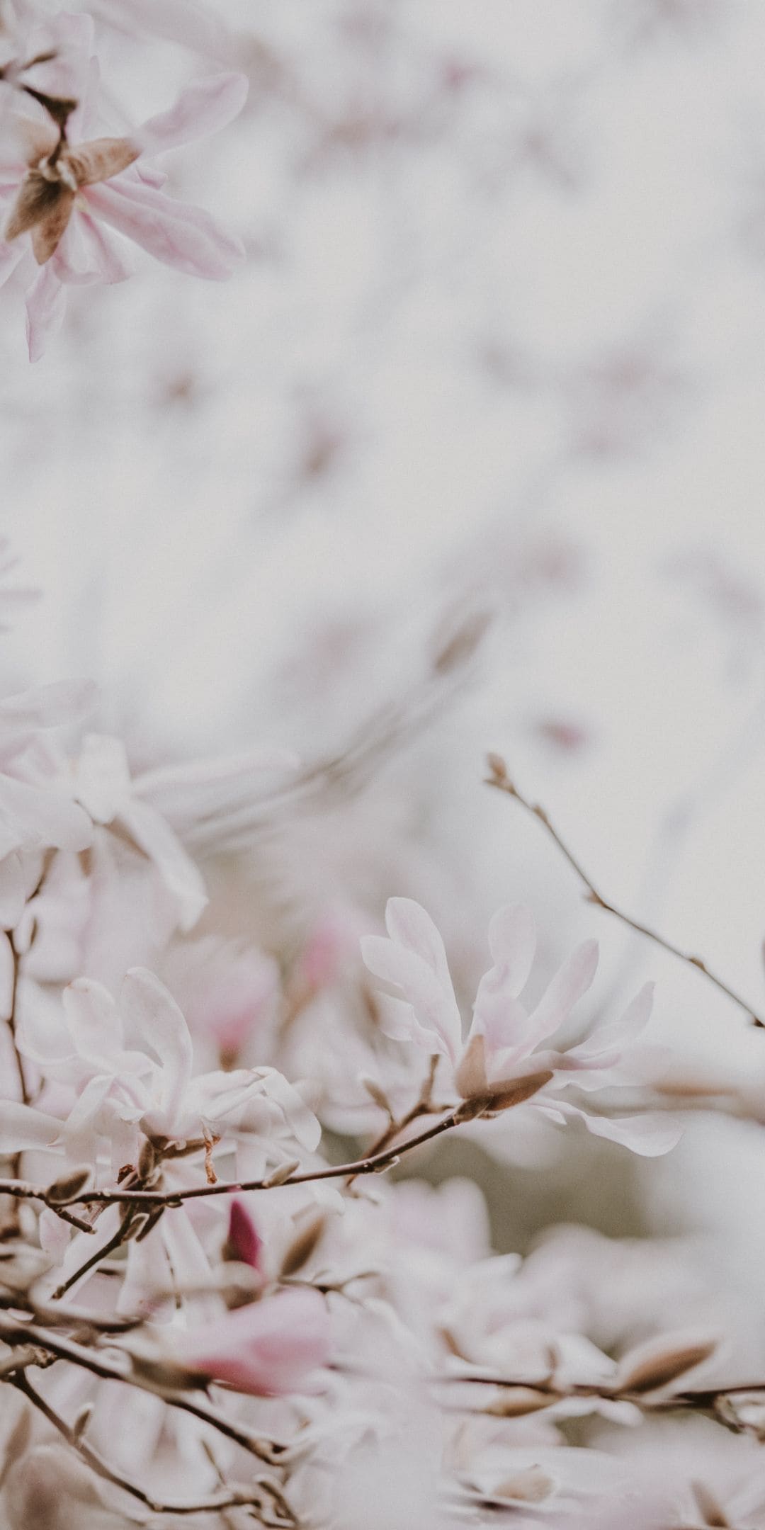 Cherry Blossoms iPhone Wallpaper -Top