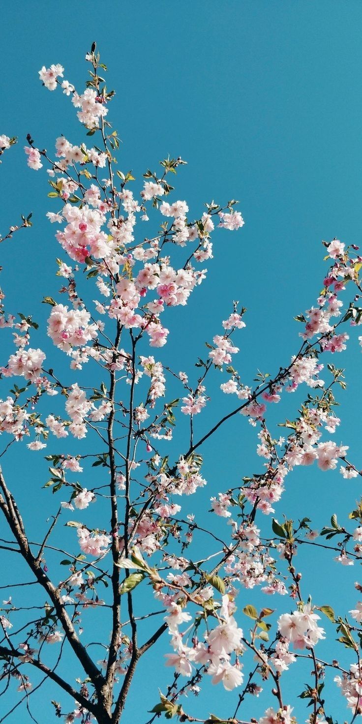 Cherry flowers iPhone, android