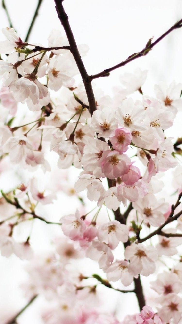 Japanese Castle Cherry Blossom Mountain