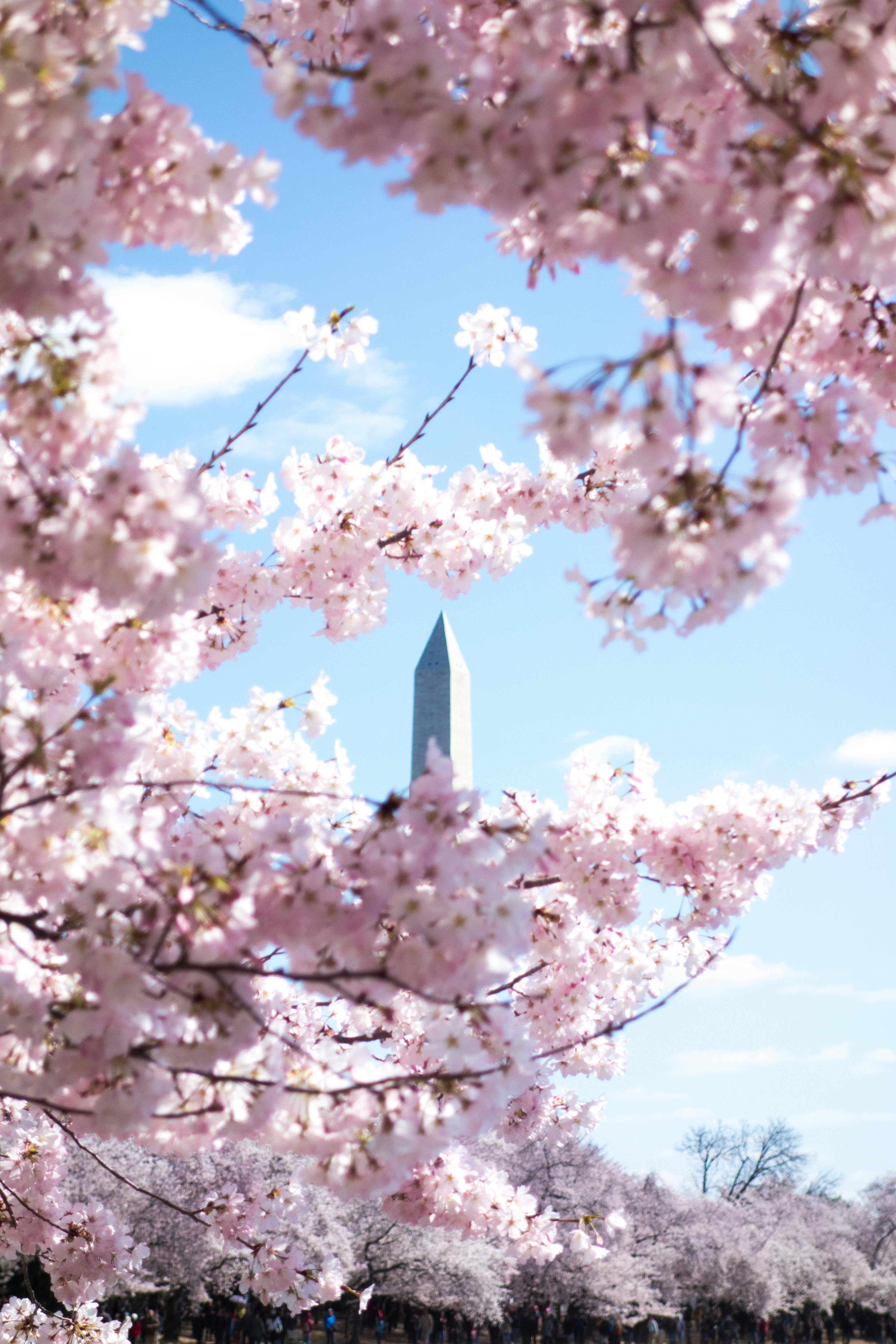 Cherry Blossom Wallpaper Photo