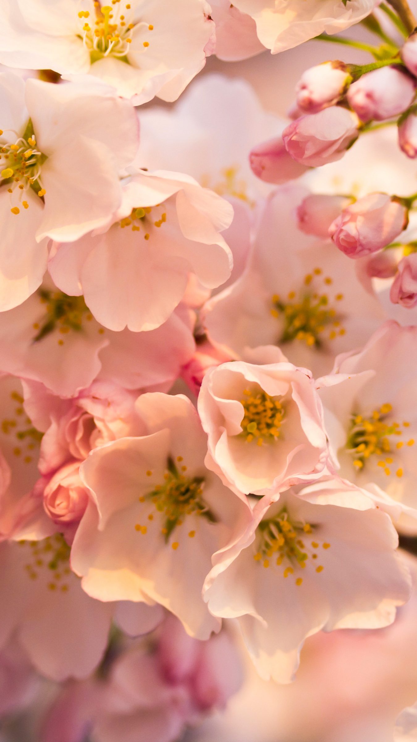 Flowers Cherry Blossom Pink 4K