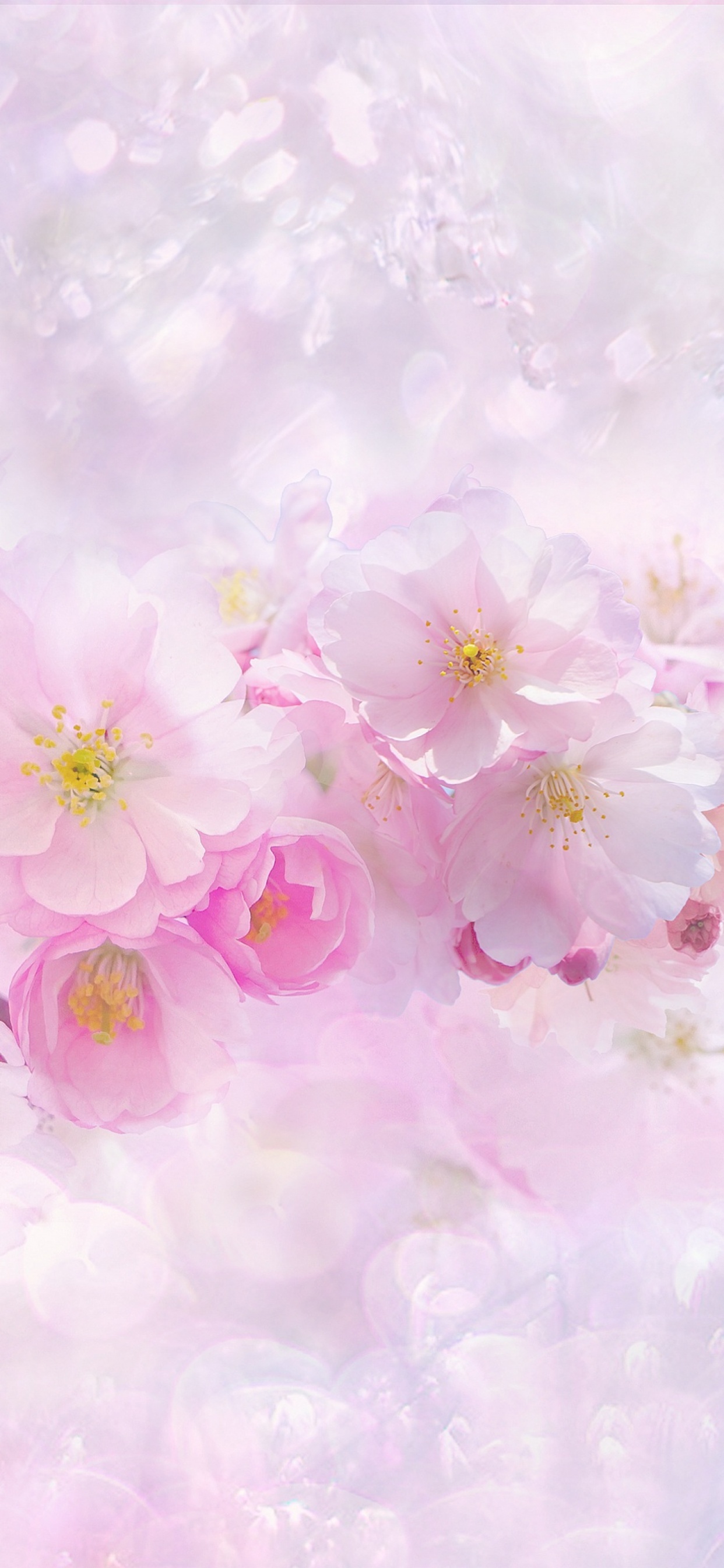 Cherry blossom Wallpaper 4K, Light pink