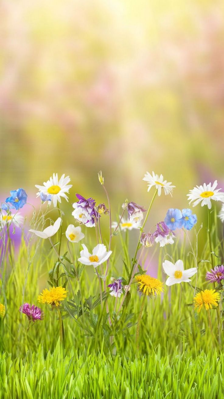 Spring Screen Background For Tablet
