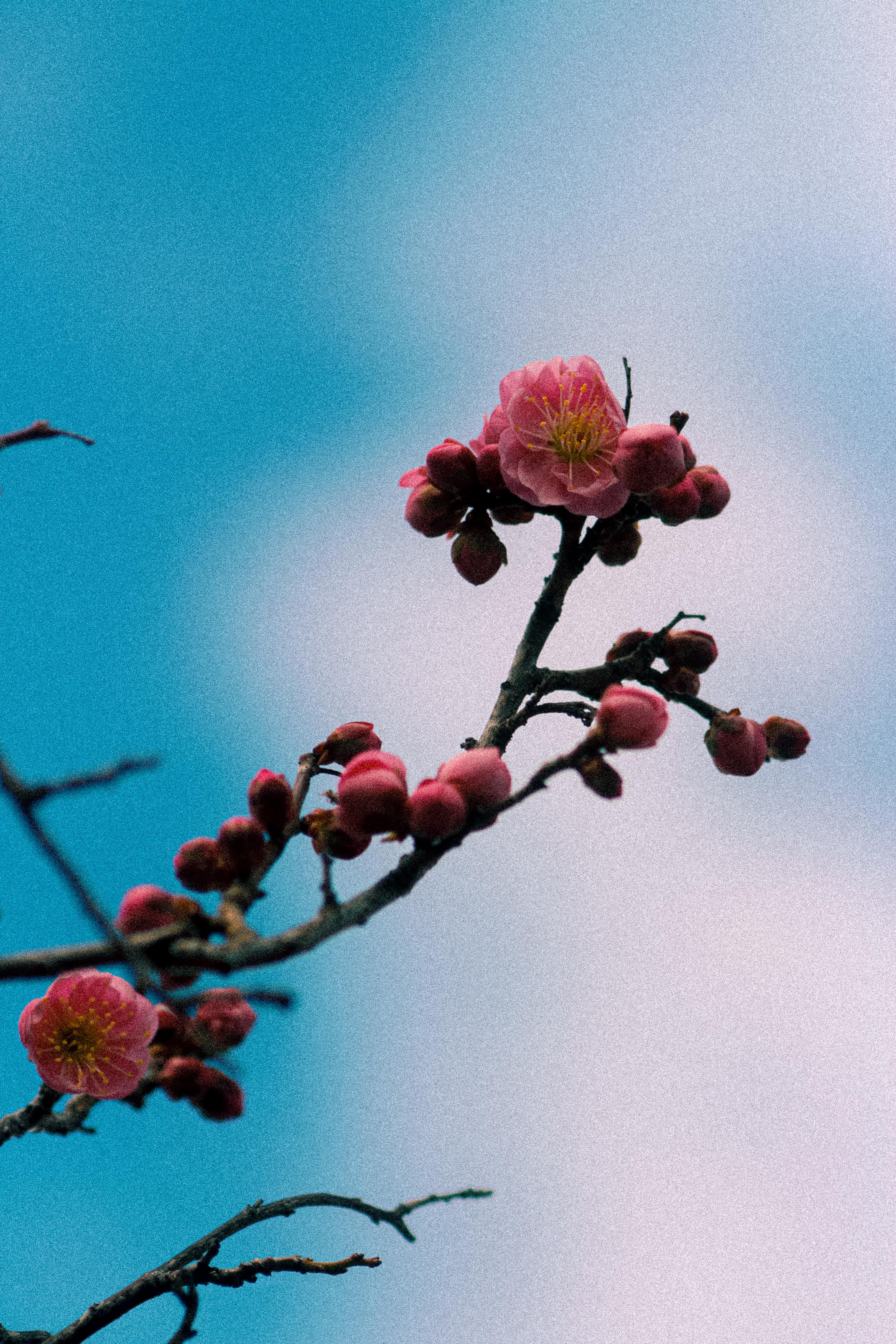 A haven for vertical wallpaper