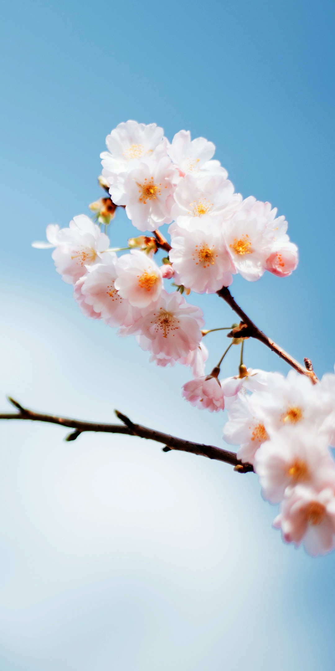 Sakura Wallpaper 4K, Cherry blossom