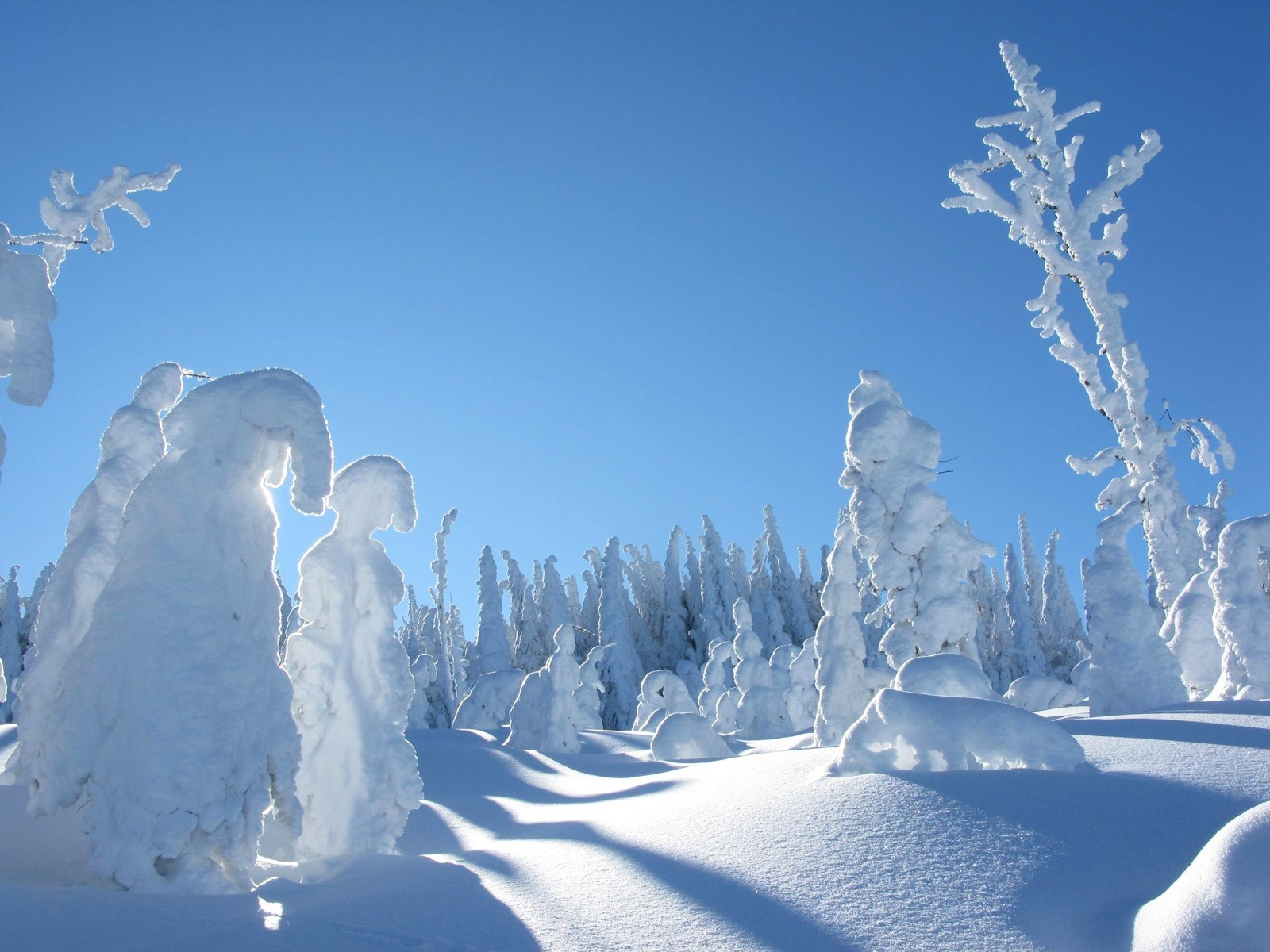 Download Nature Winter Wallpaper