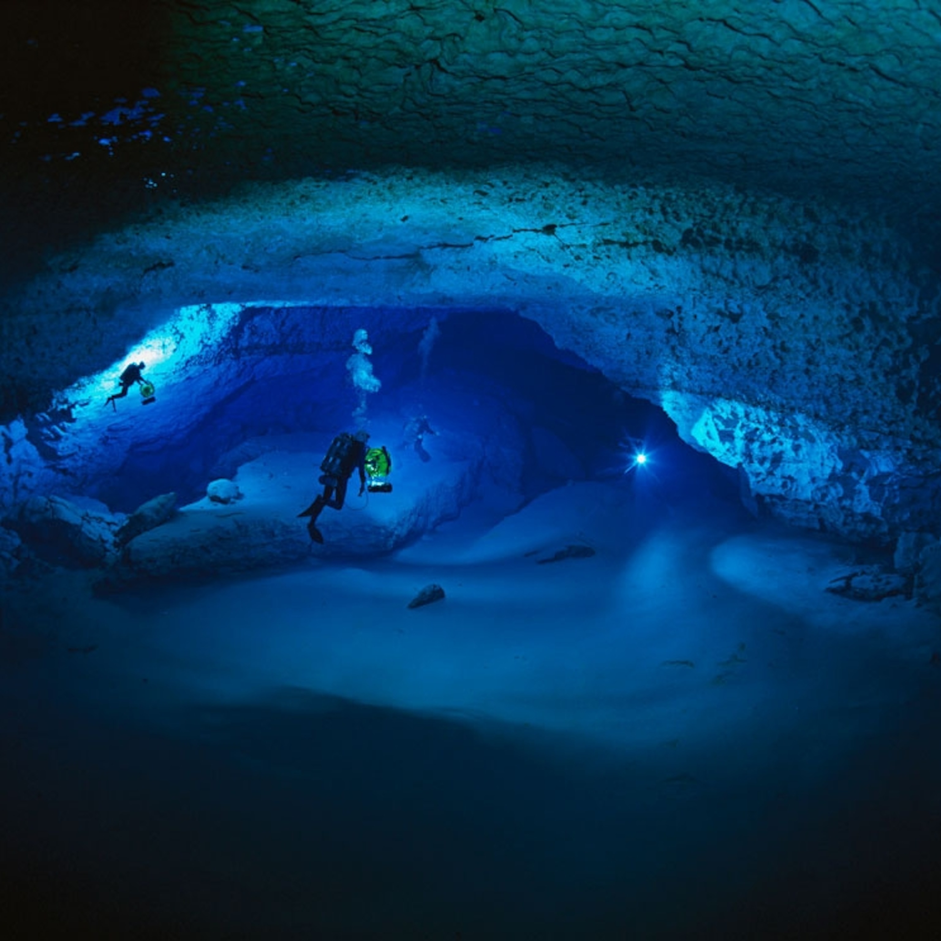 Underwater Photo, Ocean Wildlife