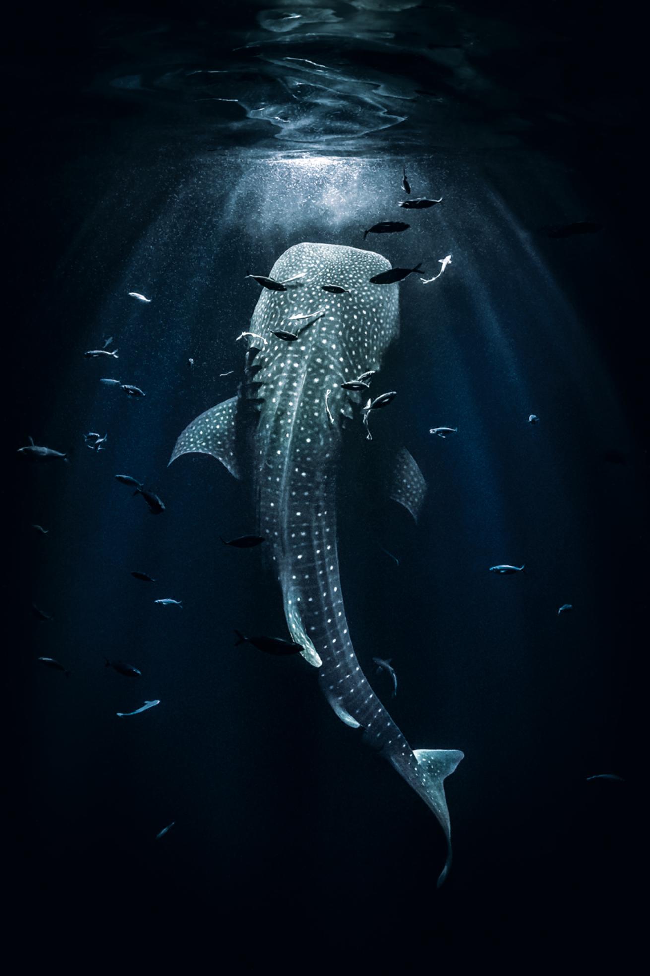 Underwater Photo Contest