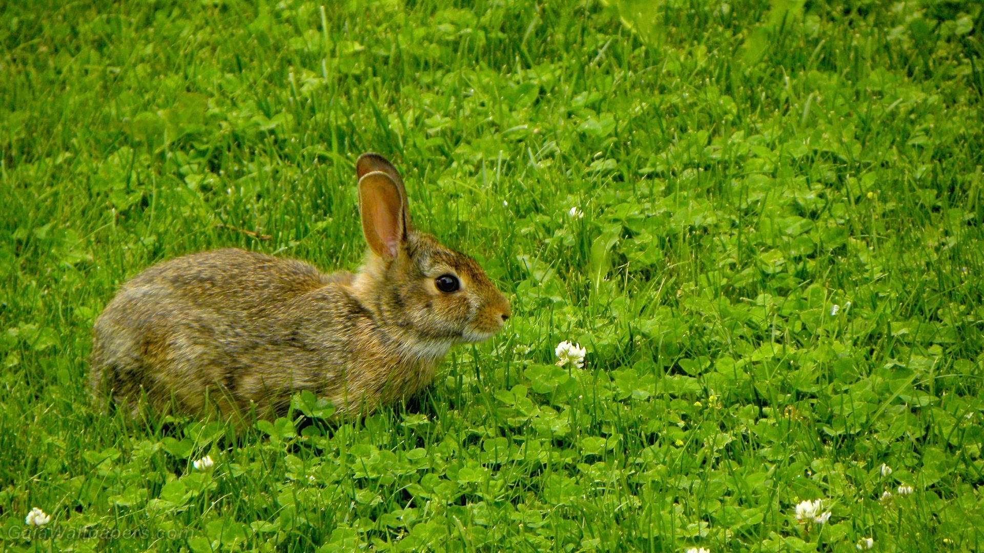 Cute bunny eating clover wallpaper