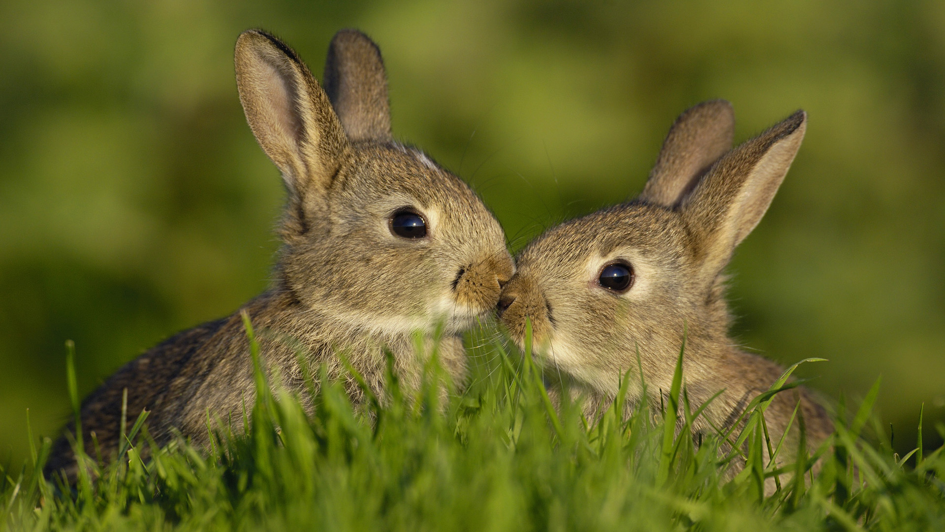 Bunnies in Grass Kissing :)