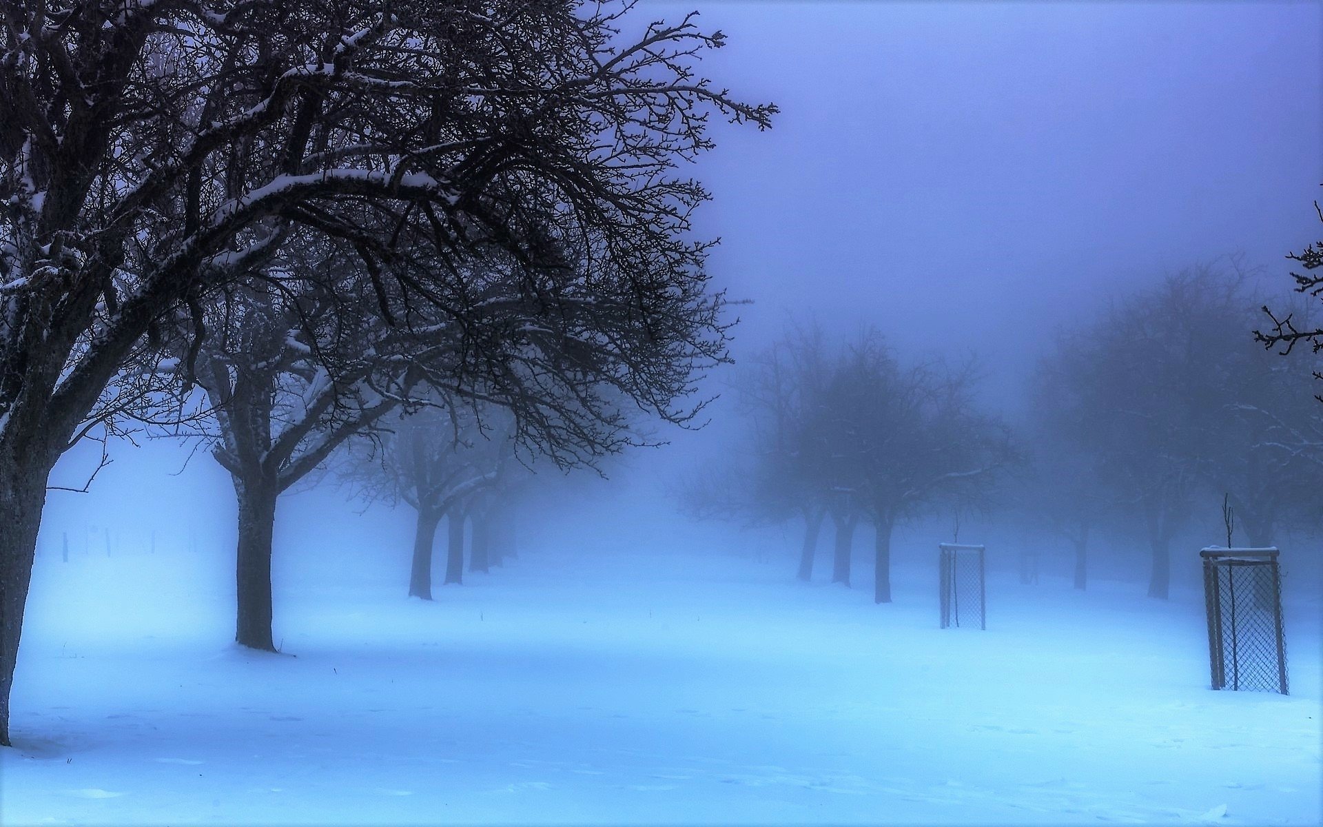 Winter Pathway in Fog